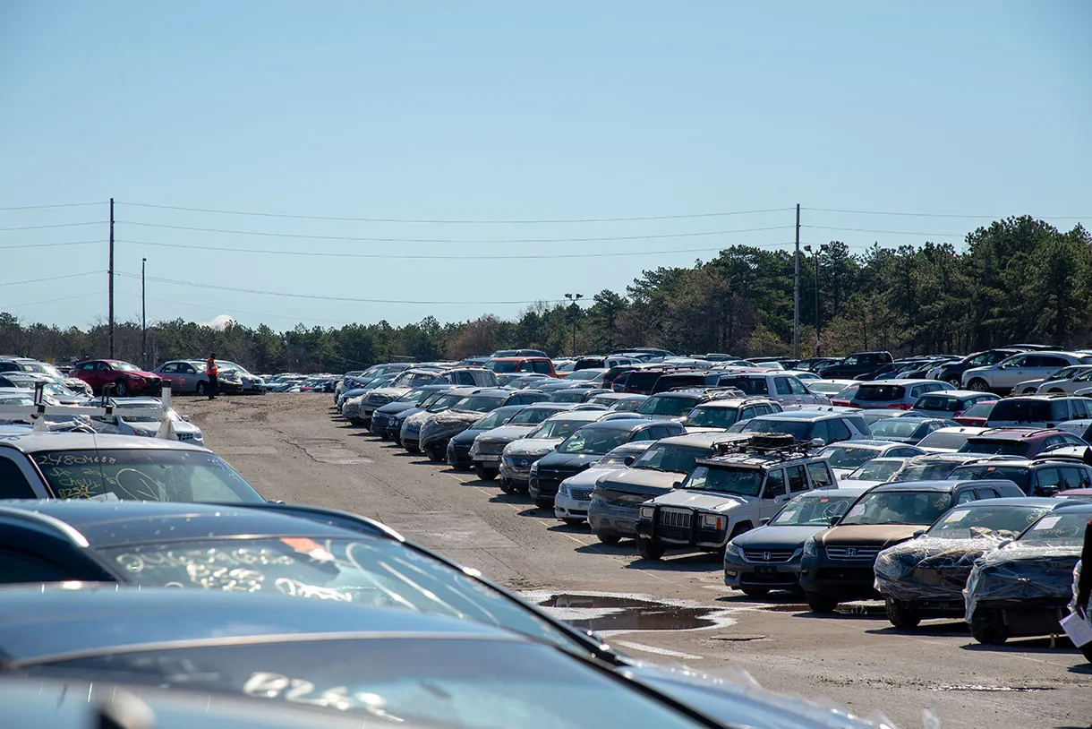 Rows of used vehicles lined up at an outdoor auto auction yard under clear skies with trees and utility lines in the background
