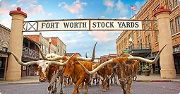 fort worth stockyards cattle drive in downtown area